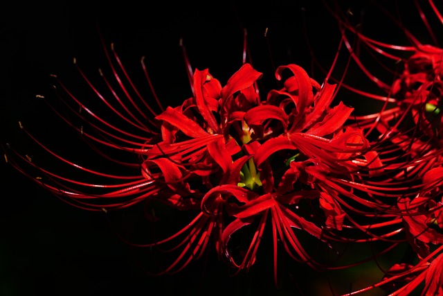 spider-640x480-23778977.jpeg