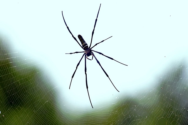 spider-640x480-45568392.jpeg
