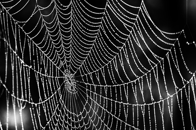 spider-640x480-61807620.jpeg