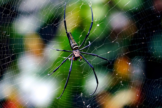 spider-640x480-65575148.jpeg