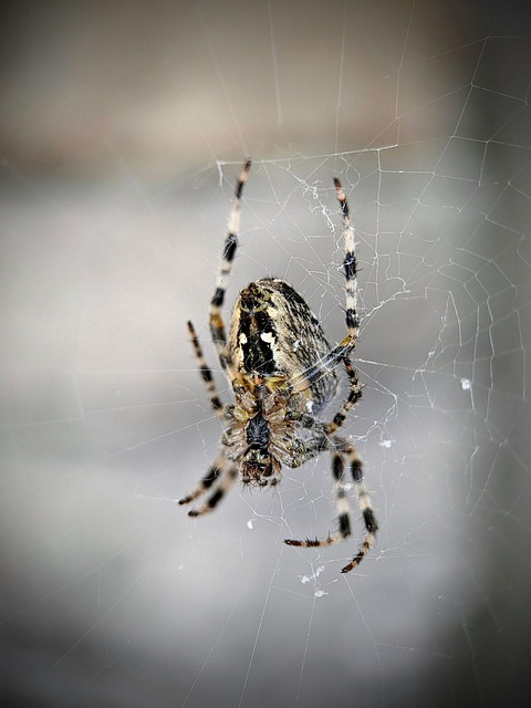 spider-640x480-65860670.jpeg