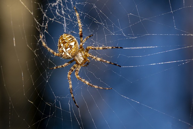 spider-640x480-66051284.jpeg