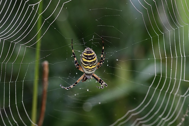 spider-640x480-739576.jpeg