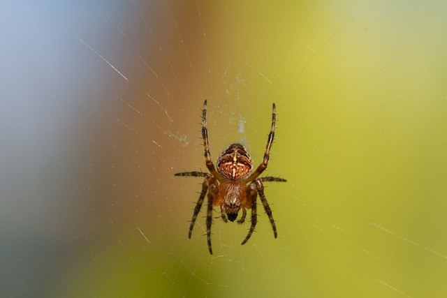 Crafting Effective Residential Spider Prevention for Lasting Peace of Mind