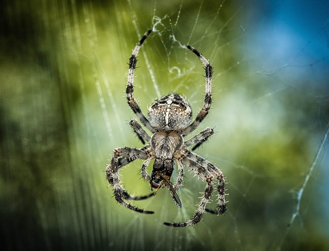 spider-640x480-938819.jpeg