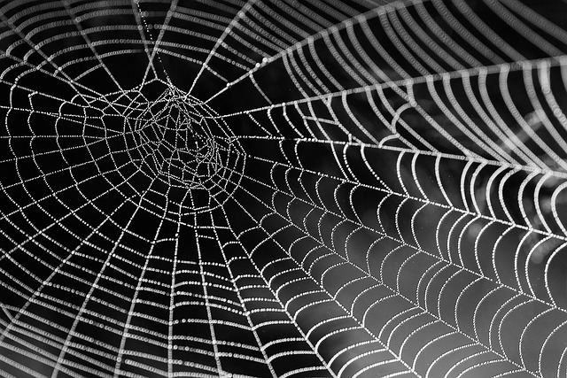 spider-spider-web-640x480-14309730.jpeg