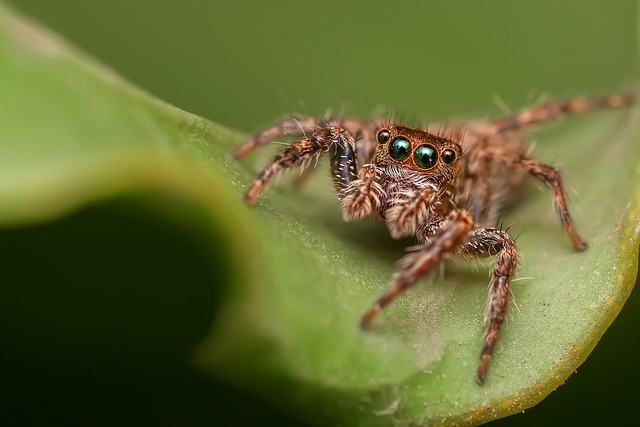spider-spider-web-640x480-18234697.jpeg