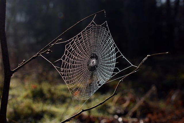 Efficient, Discreet Spider Web Removal: Keeping Commercial Spaces Safe & Sanitary