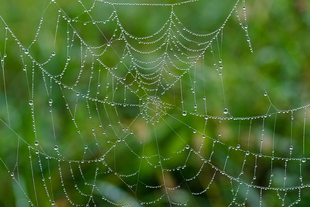 spider-spider-web-640x480-28957579.jpeg