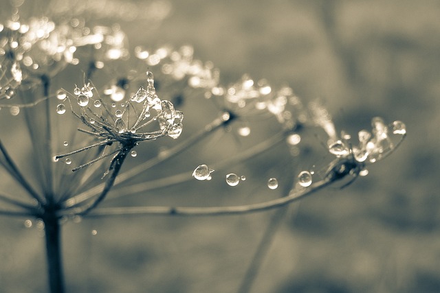 spider-spider-web-640x480-32888857.jpeg
