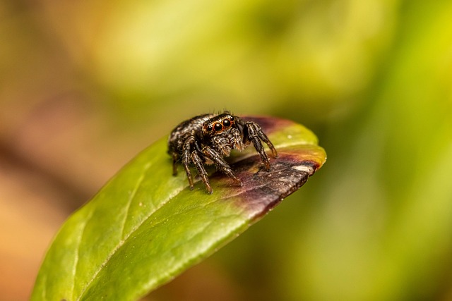spider-spider-web-640x480-47931557.jpeg