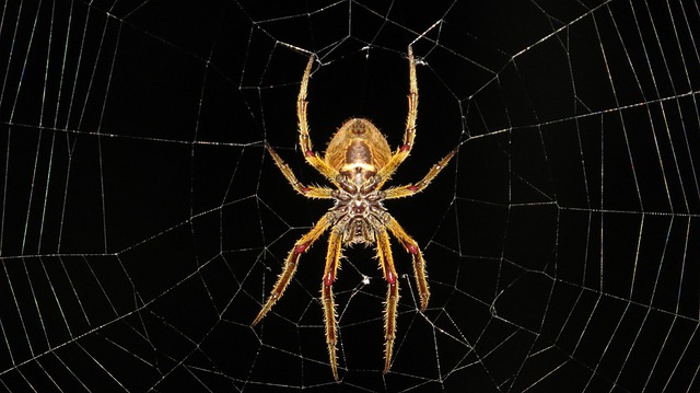 Sealing Entry Points: Expert Solutions for Spider Infestation Prevention