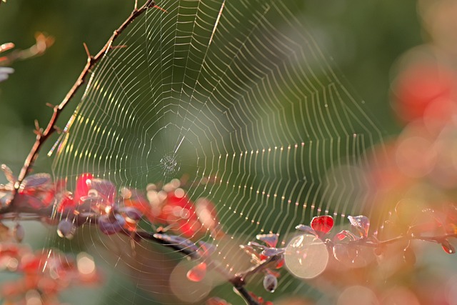 spider-spider-web-640x480-52562491.jpeg