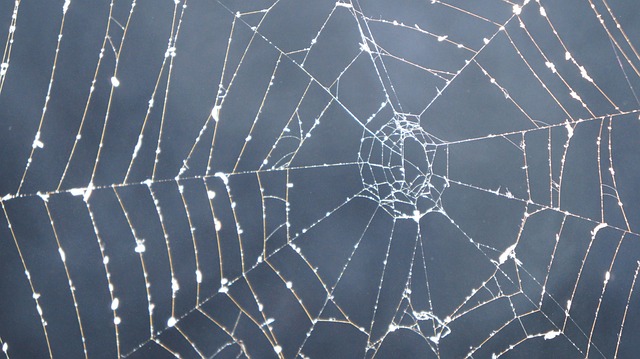 spider-spider-web-640x480-53774476.jpeg