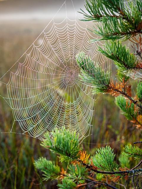 spider-spider-web-640x480-61979141.jpeg