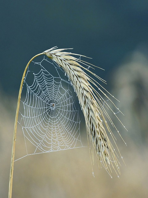 spider-spider-web-640x480-62818842.jpeg
