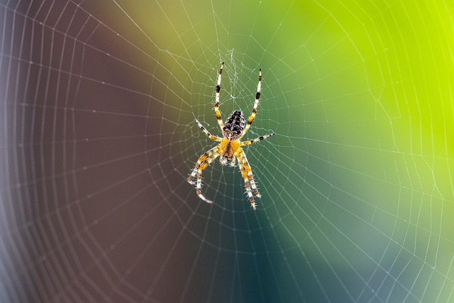 spider-spider-web-640x480-636273.jpeg
