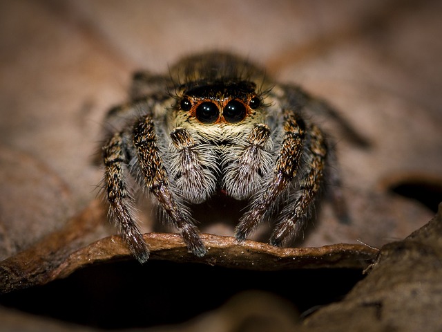 spider-spider-web-640x480-71587248.jpeg