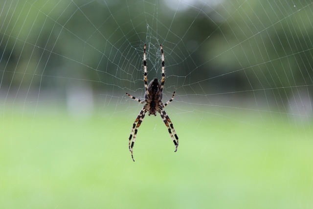 spider-spider-web-640x480-86700212.jpeg