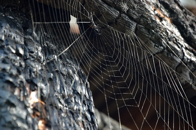 Customized Spider Web Solutions: Professional Cleaning for Effective Infestation Control