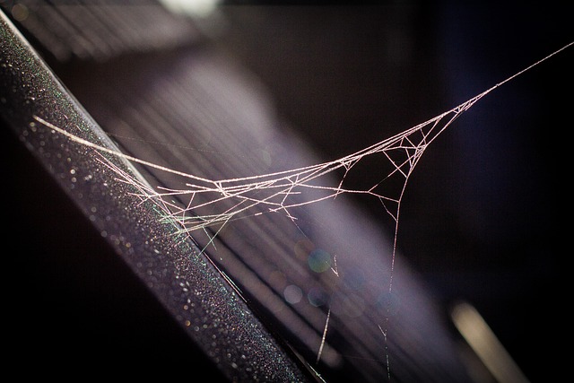 Professional Spider Web Removal: Expert Techniques for a Clean Home