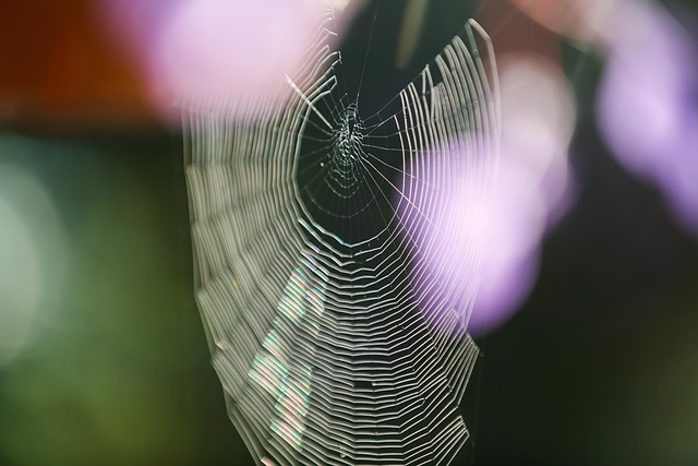 spider-spider-web-640x480-93957780.jpeg