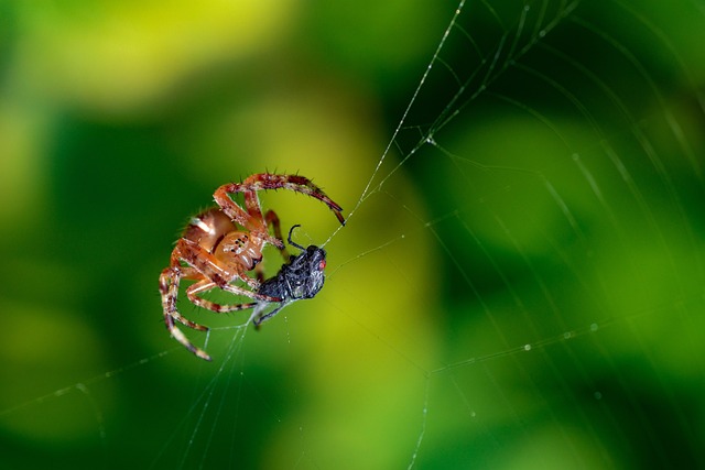 spider-spider-web-640x480-99513542.jpeg