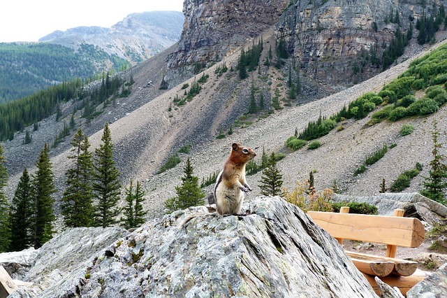 squirrels-640x480-14526974.jpeg
