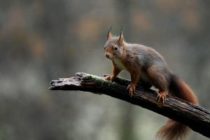 squirrels-640x480-16636899.jpeg
