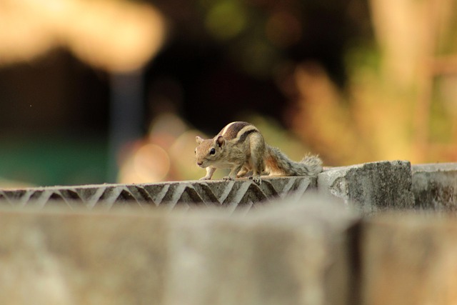 Squirrel Management: Balancing Fruit Trees with Eco-Friendly Control Plans