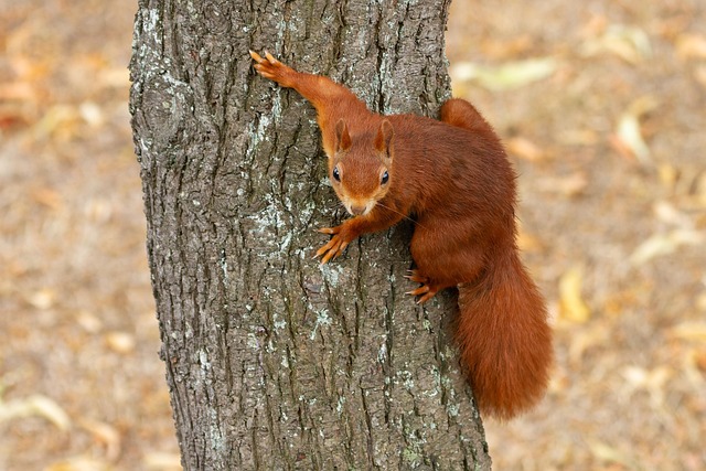 Eco-Friendly Squirrel Control: Natural Repellents & Customized Solutions