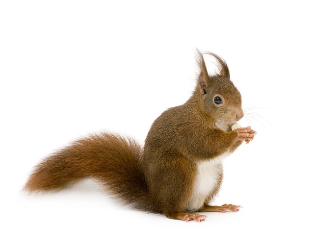 squirrels-640x480-37726309.jpeg