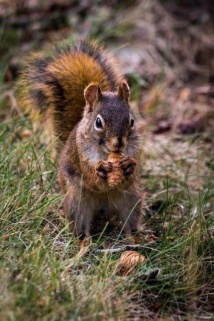 squirrels-640x480-43434256.jpeg