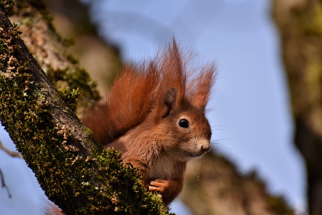 squirrels-640x480-60375546.jpeg
