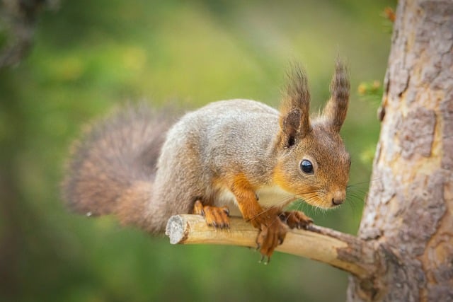 squirrels-640x480-67087764.jpeg
