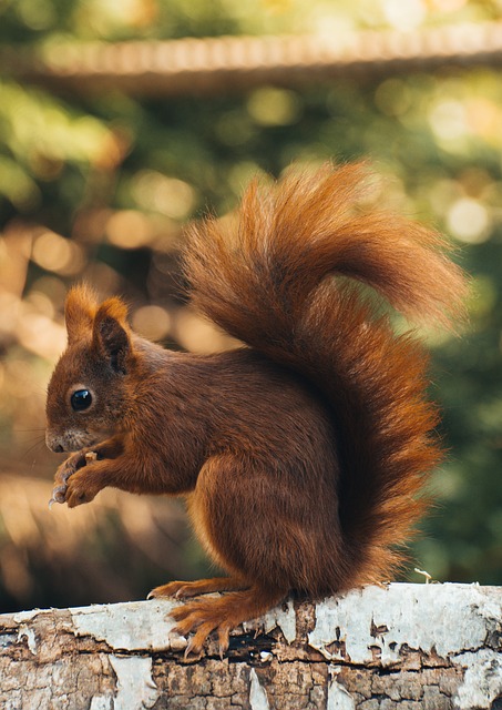 squirrels-640x480-6829300.jpeg