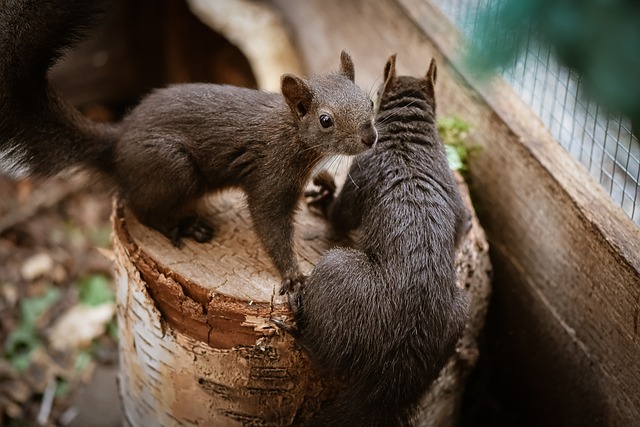 squirrels-640x480-75664530.jpeg