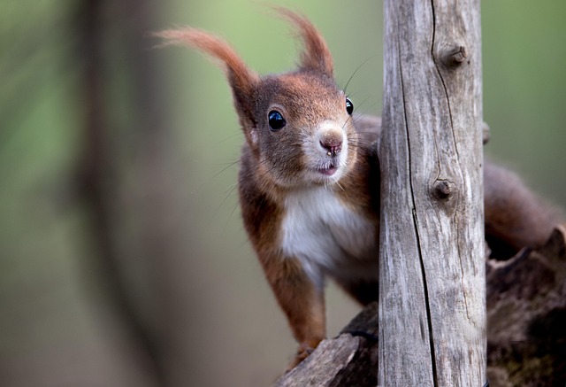 Seasonal Squirrel Guide: Preparation & Commercial Removal Tips
