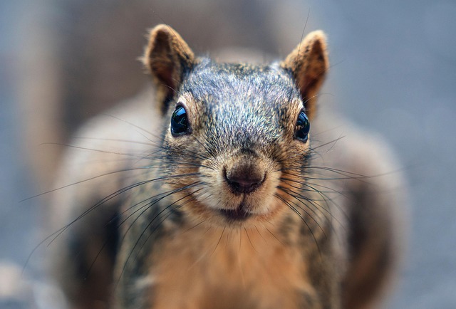 Humane Squirrel Control: Choosing Experts for Effective, Long-Term Solutions