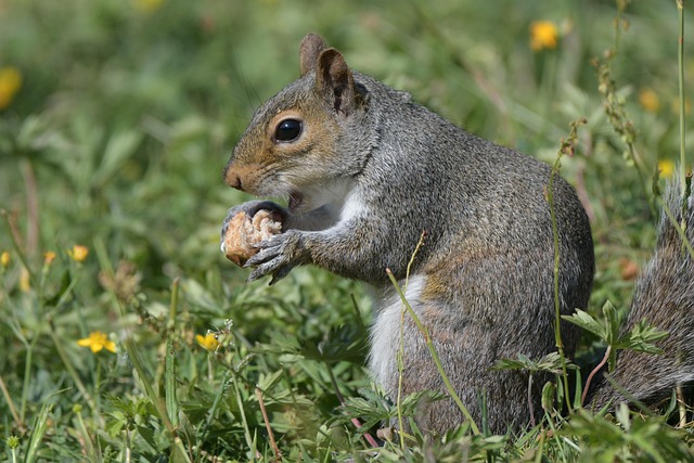 squirrels-640x480-80399482.jpeg