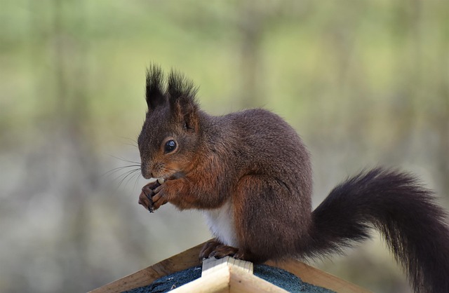 squirrels-640x480-81094737.jpeg