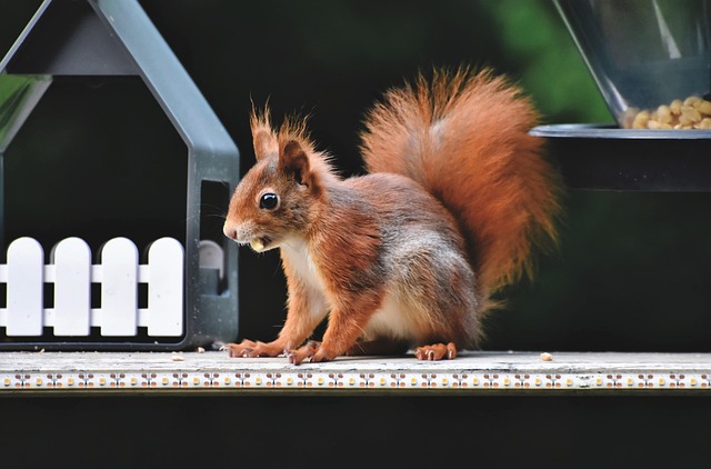 squirrels-640x480-97890589.jpeg