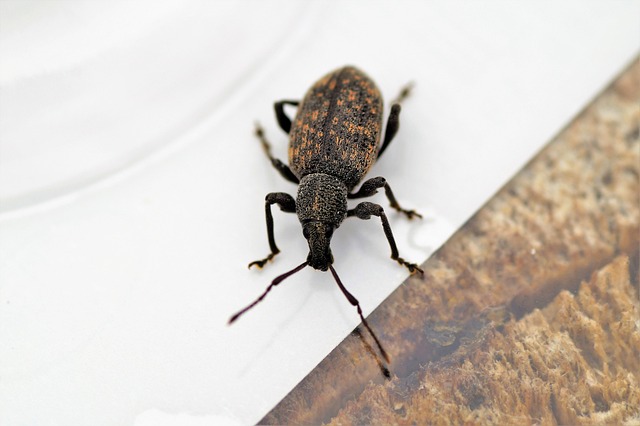 Unveiling Stinging Pest Nests: Comprehensive Guide to Expert Control