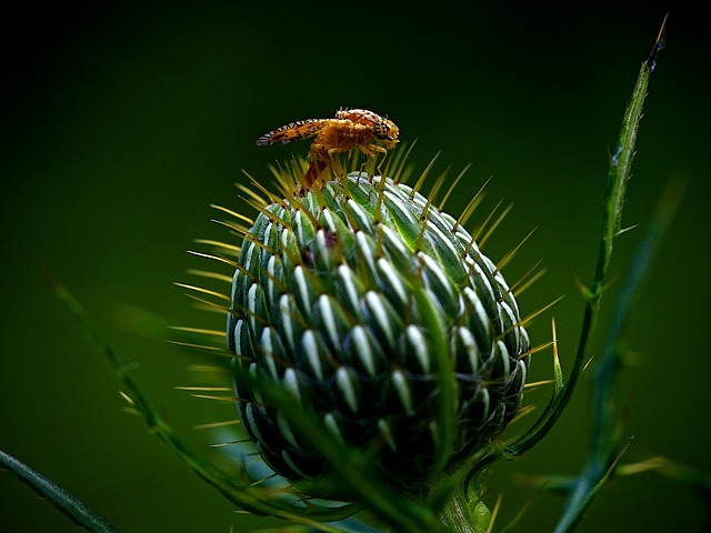 stinging-pest-pest-640x480-25400458.jpeg