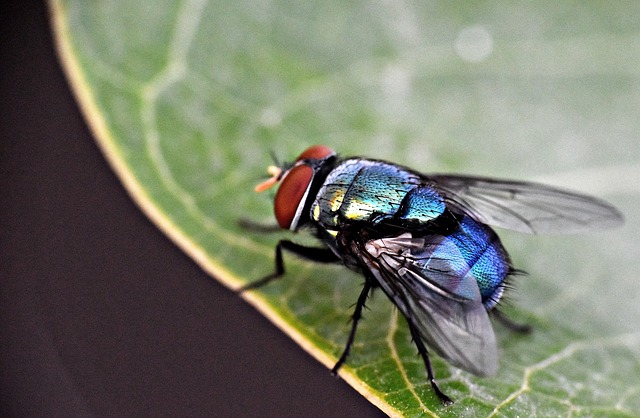 stinging-pest-pest-640x480-2761034.jpeg