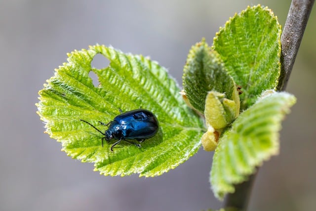 stinging-pest-pest-640x480-29103154.jpeg