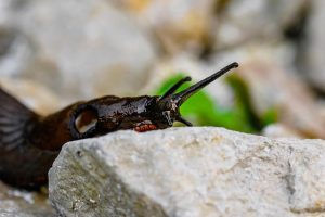 stinging-pest-pest-640x480-30625444.jpeg