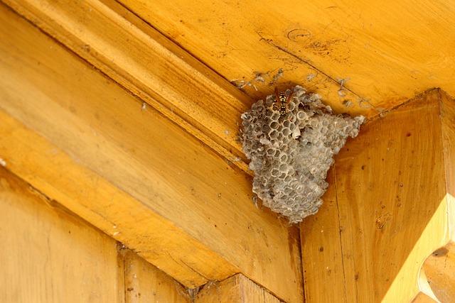 stinging-pest-pest-640x480-31298548.jpeg