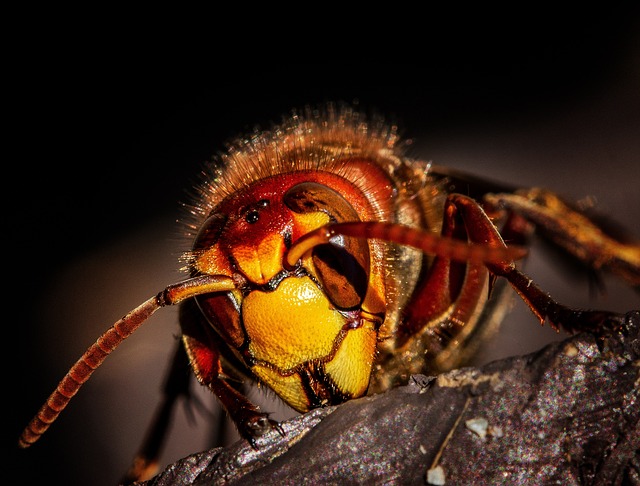 stinging-pest-pest-640x480-32260078.jpeg