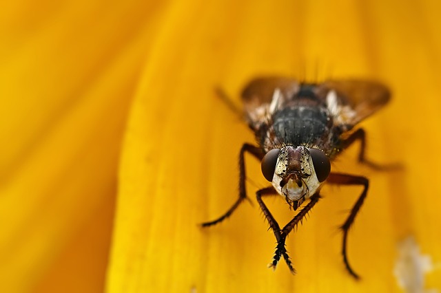 stinging-pest-pest-640x480-35771359.jpeg
